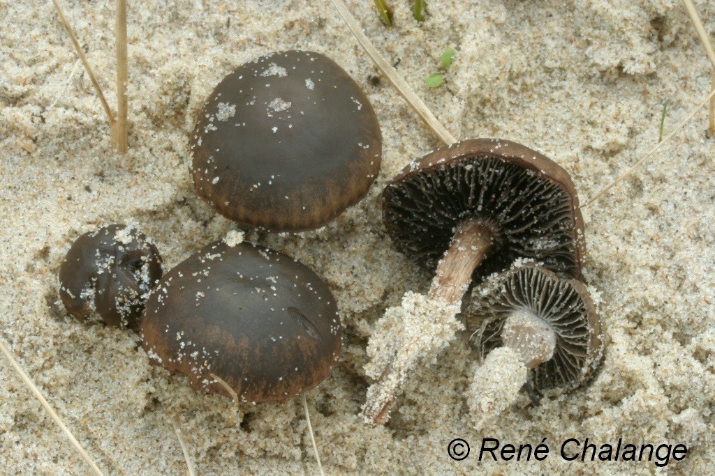 L’attribut alt de cette image est vide, son nom de fichier est Panaeolus-dunensis.jpg.